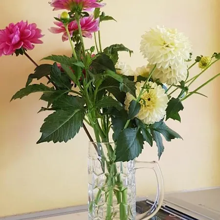 Hotel Homestay City Curych